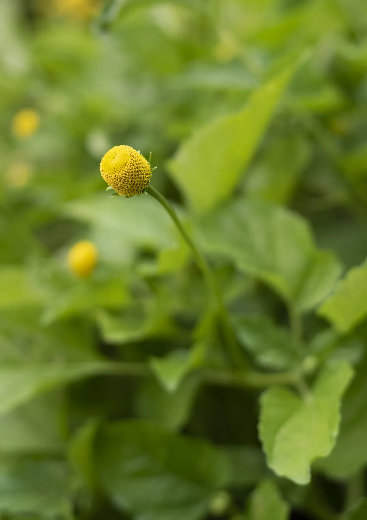 黄色く先端が赤みを帯びた円錐形の花が接写されている写真