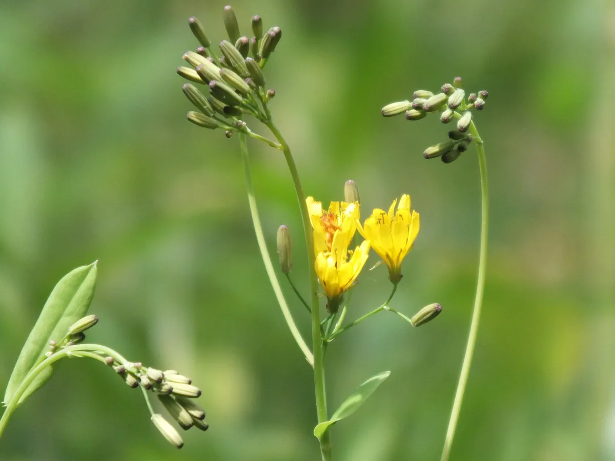 緑の背景の中、細い茎が何本も伸び、その先に花びらが5〜6枚ほどの黄色い花が2輪咲いている。周囲には筒状に閉じた緑色の蕾が複数見える。