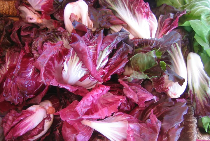 市場の台に積まれた、赤紫と白の葉が波打つラディッキオの株