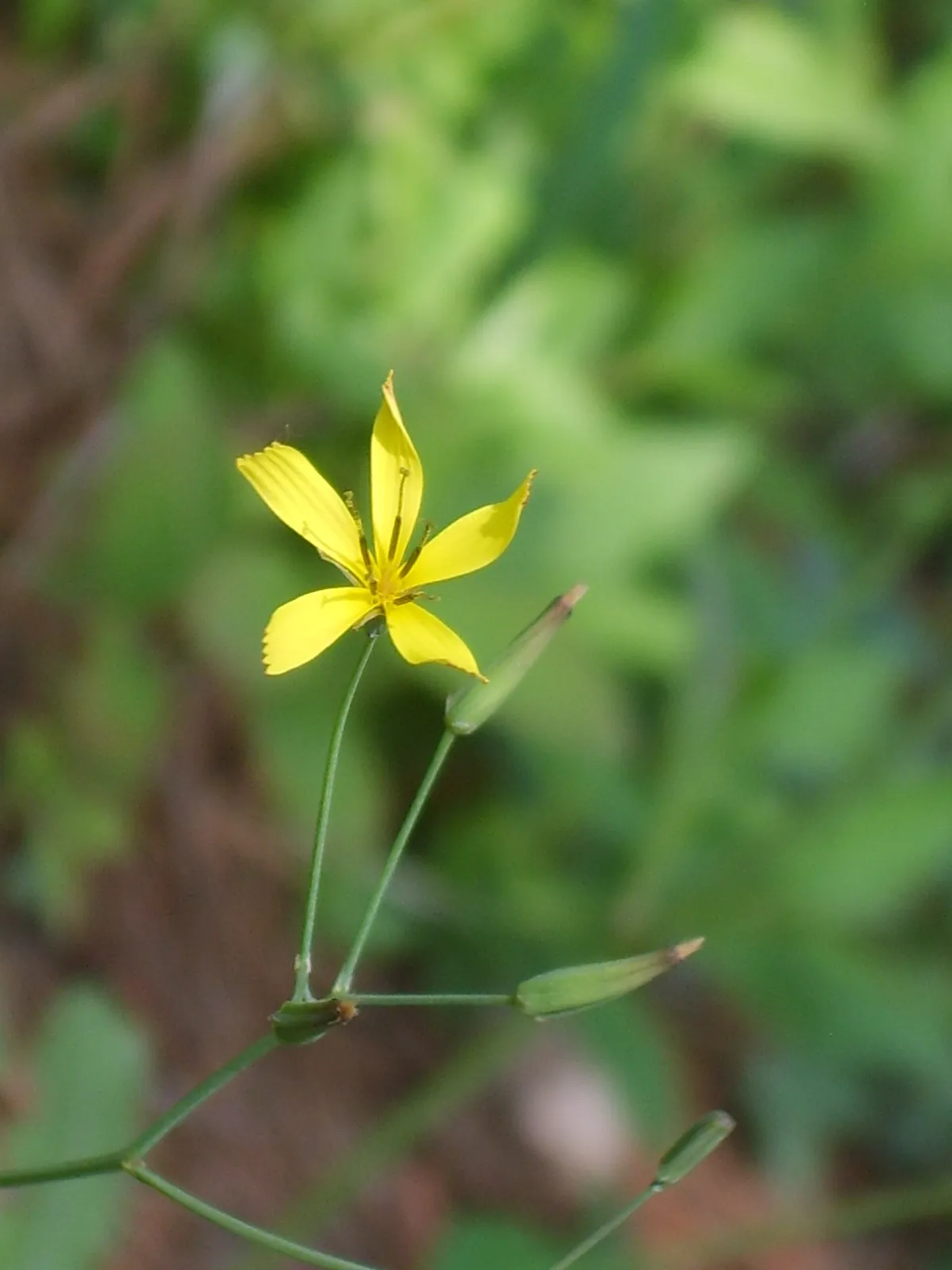 緑の背景の中、細い茎の先端に黄色い星形の一輪の花が咲き、そのそばに閉じた緑色のつぼみが二つ並ぶ。