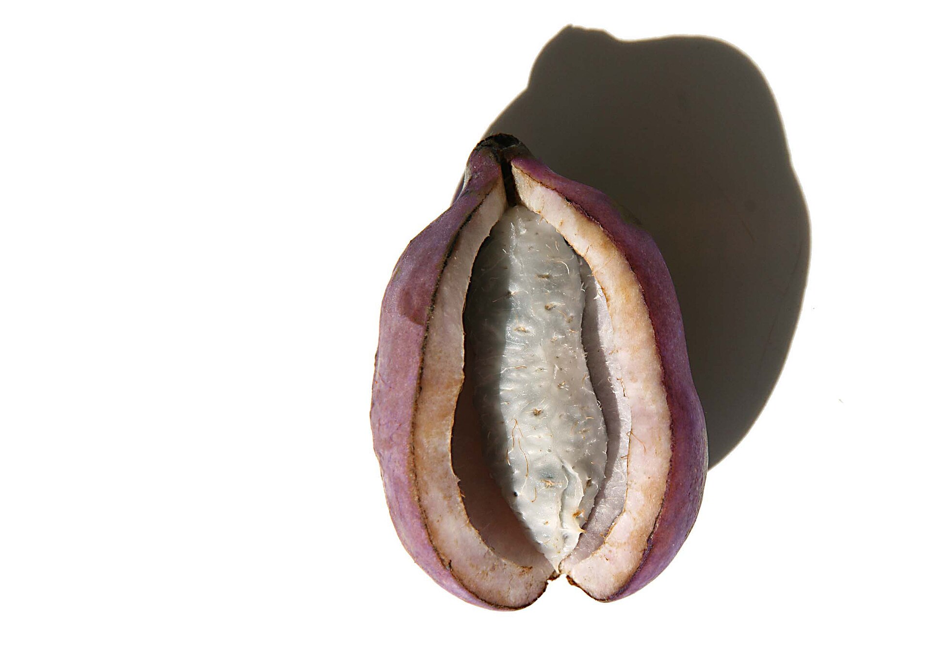 白い背景の上で裂開し、紫色の厚い果皮と白い果肉が見える Akebia quinata の果実