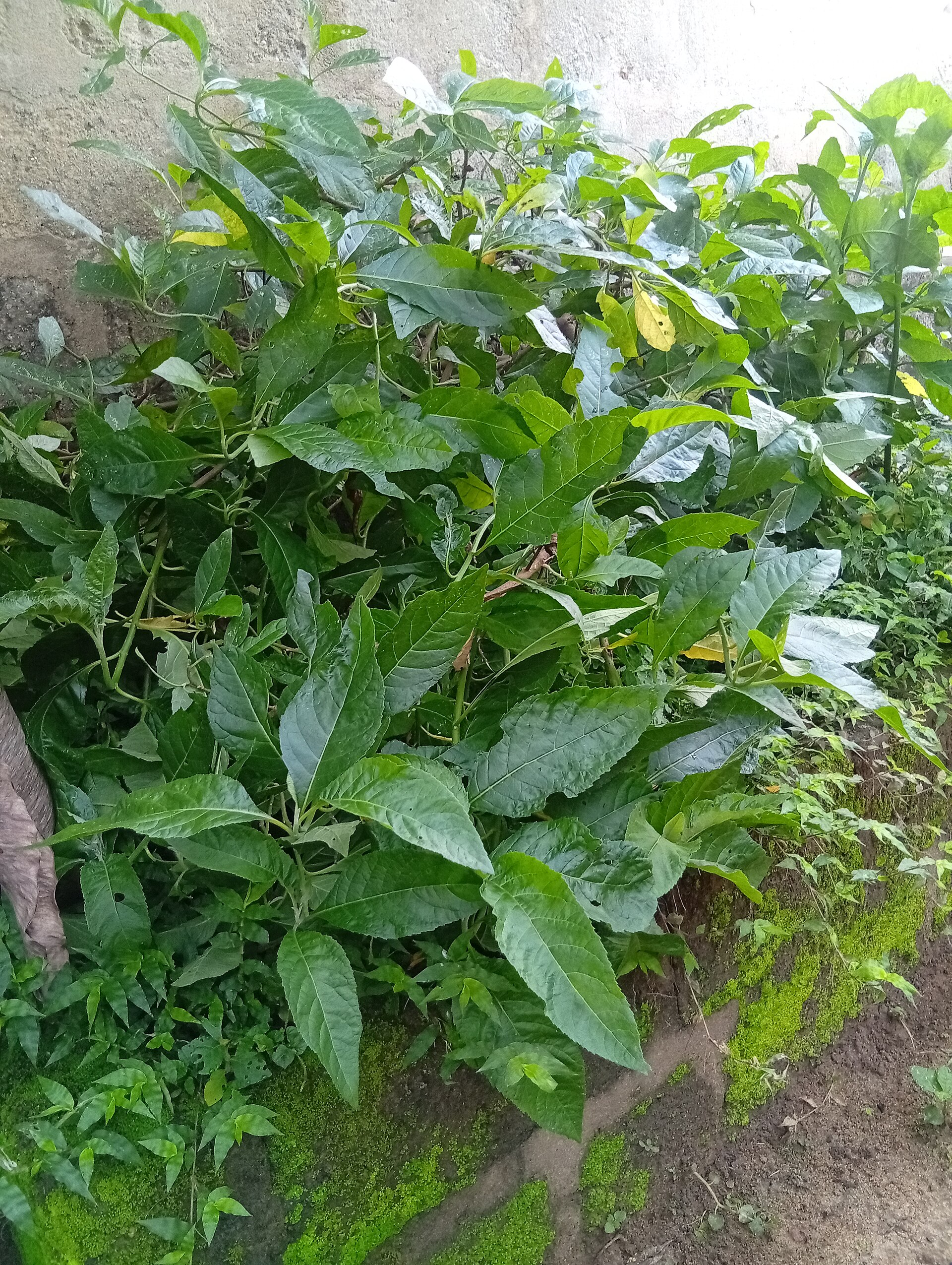 苔の生えた壁際に茂る、細長く先の尖った緑の葉をもつビターリーフの低木
