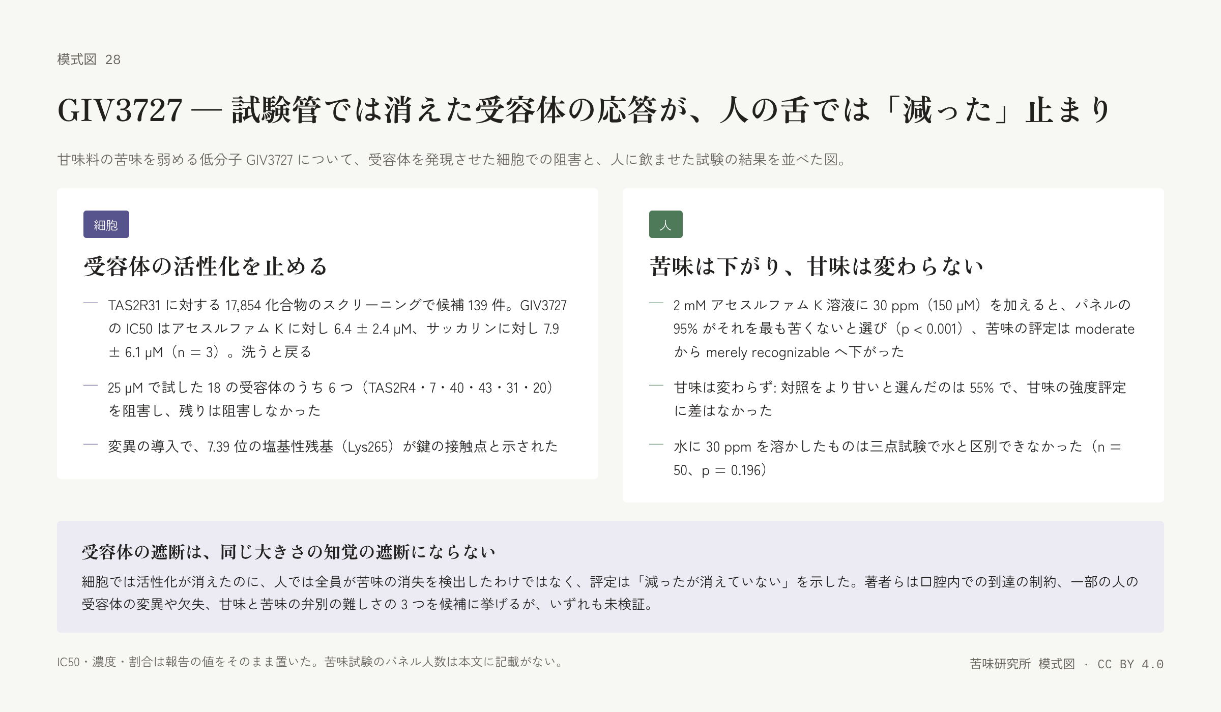 左右二枚の札。左は「細胞」の札で、スクリーニングの規模と IC50、阻害した受容体、鍵の残基の三行。右は「人」の札で、苦味の低下の割合と評定、甘味が変わらないこと、水との三点試験の三行。下に「受容体の遮断は同じ大きさの知覚の遮断にならない」の帯。