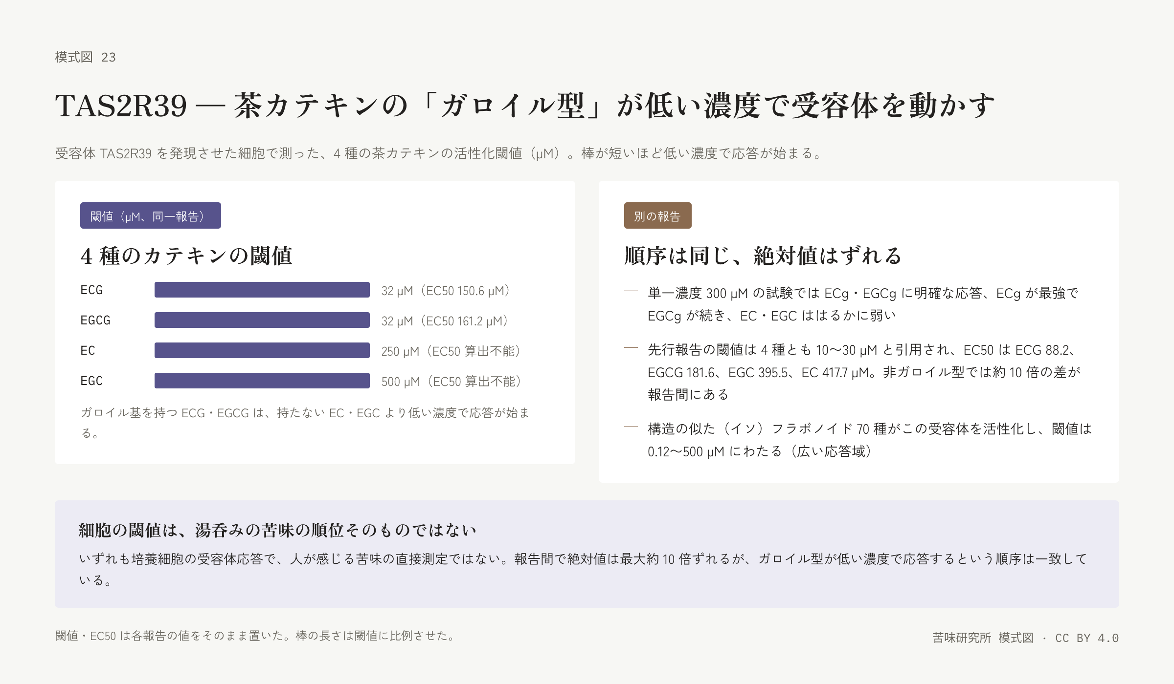 左の札は四本の横棒。上から ECG、EGCG、EC、EGC で、ガロイル型の二本が短く、EC と EGC の棒が長い。それぞれの右に閾値と EC50 の値。右の札は別の報告の三行(単一濃度の試験、先行報告の閾値と EC50、七十種のフラボノイドの応答域)。下に「細胞の閾値は湯呑みの苦味の順位そのものではない」の帯。