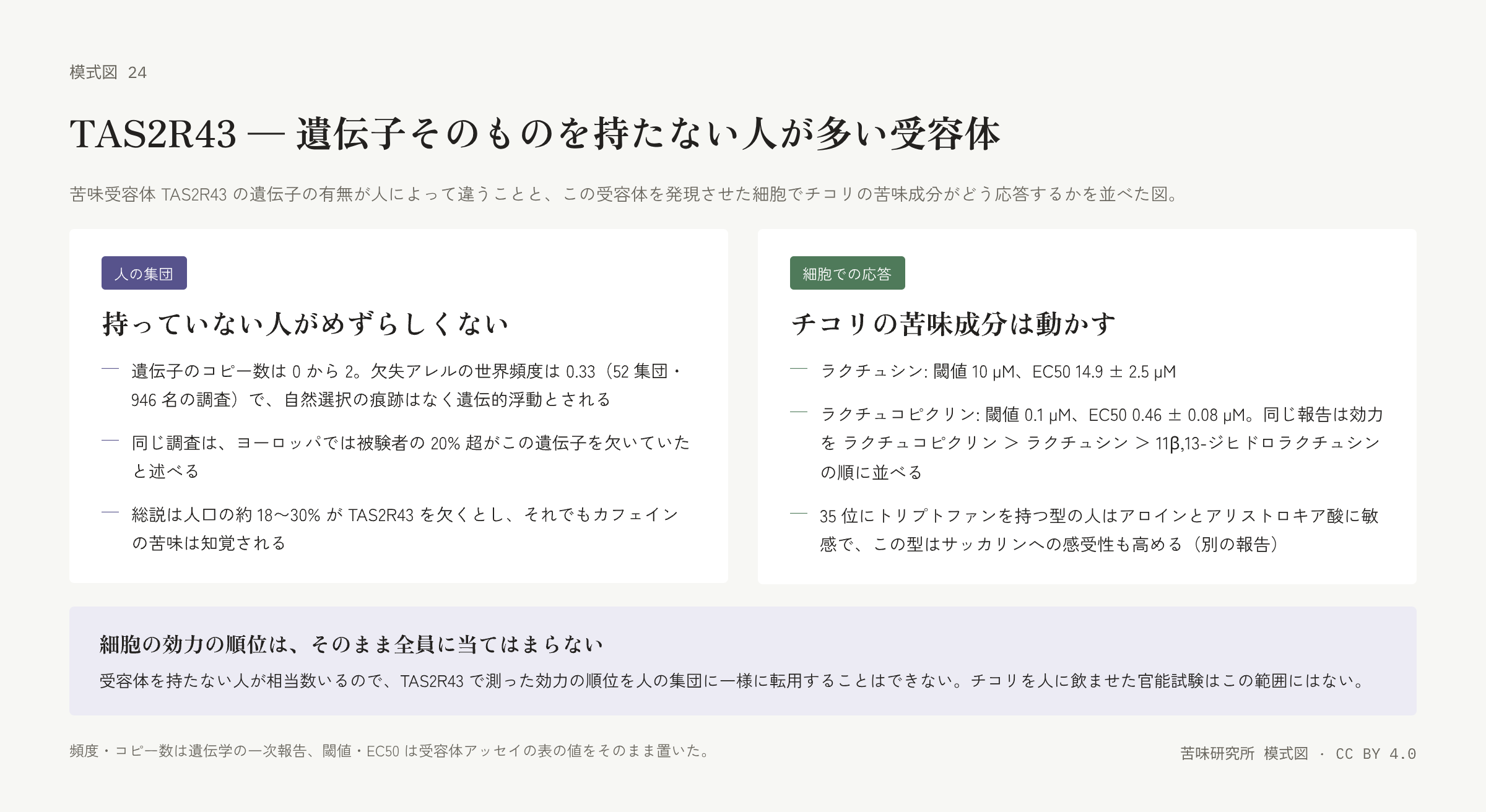 左右二枚の札。左は「人の集団」の札で、コピー数と欠失アレルの頻度、ヨーロッパでの割合、総説の割合とカフェインの三行。右は「細胞での応答」の札で、ラクチュシンとラクチュコピクリンの閾値と EC50、効力の順位、別の型の感受性の三行。下に「細胞の効力の順位はそのまま全員に当てはまらない」の帯。