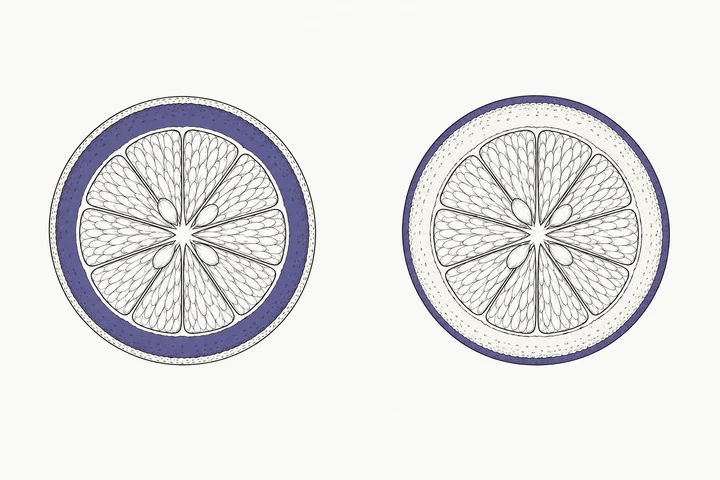 夏みかんの断面を二つ並べ、左は内側のワタ、右は外側の薄い外果皮を紫にした図。房の薄皮、果肉、種は構造の線だけで描いている。